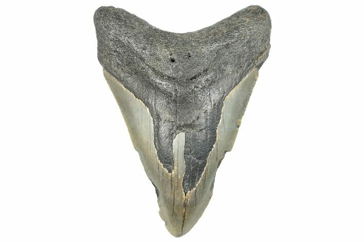 Bargain, Fossil Megalodon Tooth - North Carolina #295307